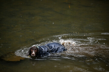 English Springer Spaniel wearing a blue winter coat swimming in a pond.