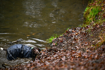English Springer Spaniel wearing a blue winter coat swimming in a pond.