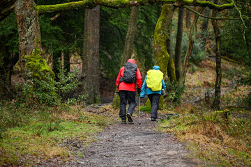 Obraz premium Hiking in a forest on a rainy day with full waterproof clothing and hoods up. Anonymous walkers facing away from the camera. as one holds a navigation map.