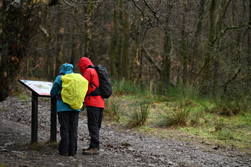 Hiking in a forest on a rainy day with full waterproof clothing and hoods up. Anonymous walkers facing away from the camera. as one holds a navigation map.