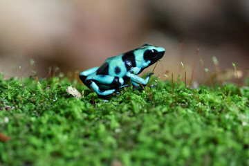 A close up of a green and black poison dart frog in the grass in Costa Rica
