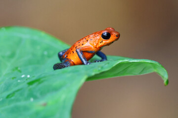 Close up of a strawberry poison frog or blue jeans frog on a leaf