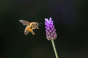 Delicate garden moment caught as a hovering bee meets lavender in shimmering soft light