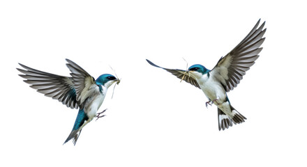 Fototapeta premium Two adult iridescent tree swallows in sharp mid-flight, one with nesting material, frozen against transparent, high-speed nature and freedom concept