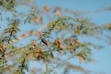 Mesquite Tree Branches and Seed Pods Against a Clear Blue Sky: Nature's Beauty, Desert Flora, and...