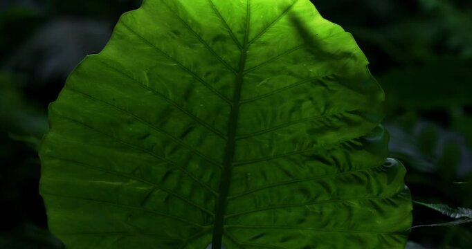 The taro plant in the mountains of Taiwan has large, glossy green leaves covered with water droplets, highlighting the clear veins and the moist texture characteristic of tropical plants.