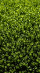 Extreme close-up of vibrant green moss covered in tiny, reflective water droplets, showcasing intricate texture and natural moisture, healthy, ecology, botanical