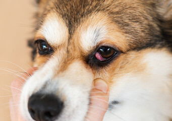 Corgi Dog with Prolapsed Gland of the Third Eyelid (Cherry Eye)