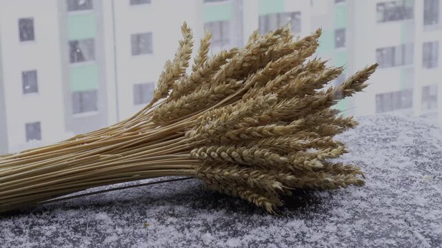 A bunch of dry wheat lies on a wooden board on a balcony during a snowfall.