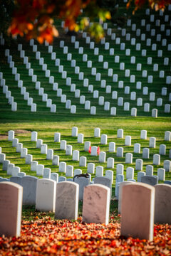 View of endless rows of white headstones stand in somber formation across a bright green field, accented by vibrant autumn leaves, Arlington, Virginia, United States.