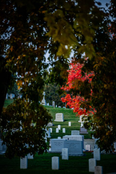 View of solemn rows of white headstones stand on a verdant hill framed by dark trees, with a burst of red foliage punctuating the scene, Arlington, Virginia, United States.