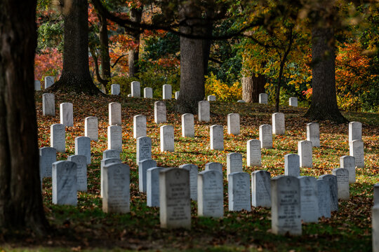 View of solemn rows of white headstones stand in quiet reverence beneath trees displaying autumn colors, a poignant scene, Arlington, Virginia, United States.