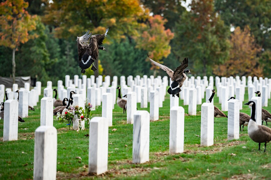 View of Canada Geese taking flight amidst rows of white headstones in a solemn field of honor, a poignant scene in Arlington, Virginia, United States.