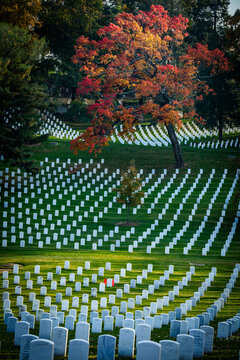 View of rows of white headstones stand in solemn formation beneath a vibrant tree ablaze with autumn colors, a poignant scene, Arlington, Virginia, United States.