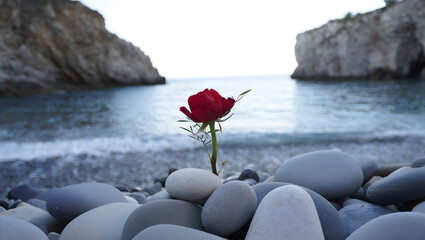 Cove Rose Red rose on pebble beach with coastal cliffs