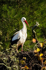 A white stork stands calmly on its large nest, surrounded by dense green pine branches. Sunlight highlights its bright white feathers, contrasting with the black wing tips and vivid red beak and legs.