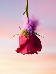 Floral Gravity Paradox: A Surreal Rose Defying Love and Logic