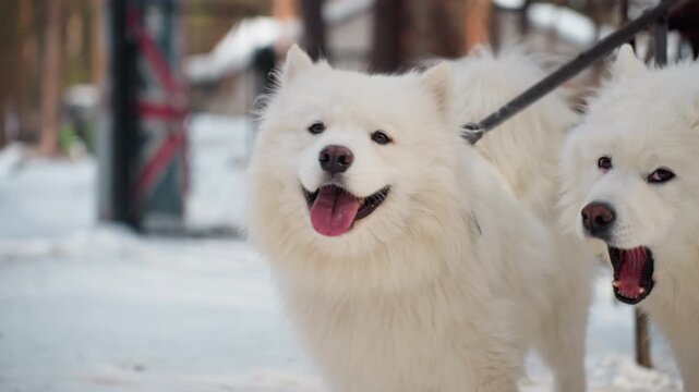 smiling samoyed dogs panting and bright-eyed in snowy lane, joyful expression and open mouths show playful energy and friendly temperament, ideal lifestyle pet scene during winter outing