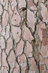 Close up of rough tree bark with deep cracks and mottled brown and gray textures, showcasing natural patterns and rugged outdoor surface.