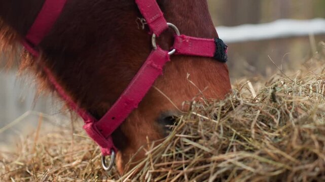 equine feeding scene, close view of horse eating, intimate picture of mare with hay, farm animal scene featuring mare with pink halter, detailed closeup of horse eating hay with care and tenderness
