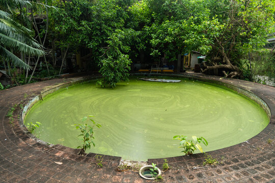 View of stagnant green water fills a circular pool embraced by aged concrete and vibrant, overgrown foliage, creating a scene of serene decay, Wewak, East Sepik Province, Papua New Guinea.