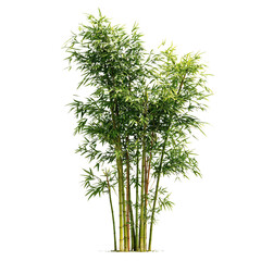 Naklejka premium Bamboo cluster tall and green, minimalist, isolated on transparent background