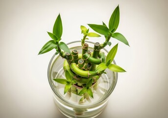 Vibrant green lucky bamboo stalks arranged carefully in clear water, symbolizing prosperity, spiritual growth, and excellent fortune in home environments, plant, symbol, peace