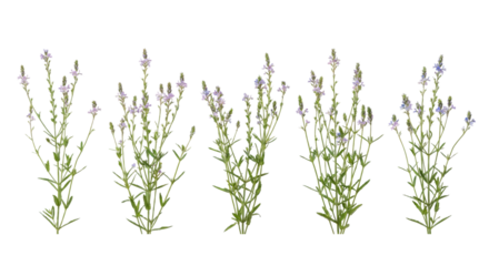 Wild Verbena Plants with Delicate Purple Flowers Isolated on White Background