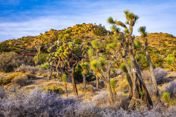 Joshua trees along Panorama Loop Trail Joshua Tree