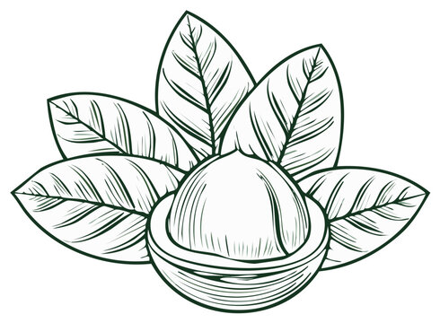 Drawn macadamia nut with green leaves, outline design