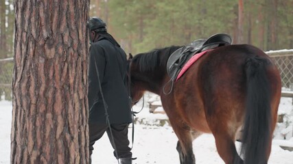 winter horse walk, gently leading horse through frosted pine surroundings during winter, calmly guiding horse across snowdusted terrain within peaceful pine enclosure during winter months