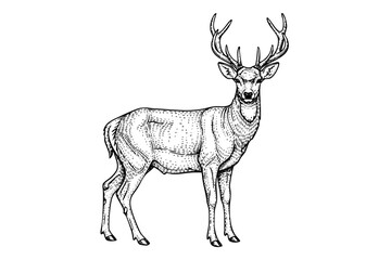 Deer with antlers engraving illustration in vintage black and white hand drawn line art style