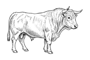 Strong bull engraving illustration in vintage hand drawn black and white line art style isolated on white
