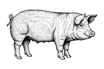 Vintage pig engraving black ink farm animal illustration isolated