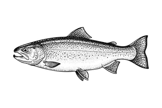 Vintage salmon engraving black ink fish hand drawn illustration