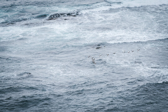 View of the turbulent, frothy sea crashing against the rocky shore, as a flock of birds flies in formation above, Latrabjarg, Westfjords, Iceland.