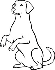 Obraz premium Black and white outline illustration of a Labrador retriever dog sitting up on its hind legs performing a begging trick or asking for food with an alert and focused expression on its face.