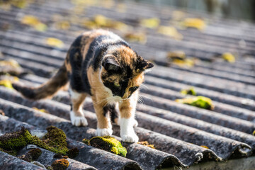Cat is walking on the corrugated roof