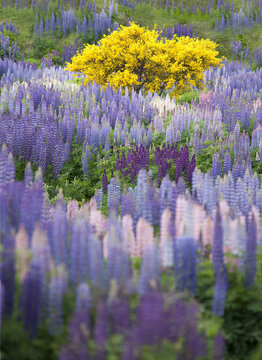 View of a field of purple lupins dotted with bursts of yellow gorse under a soft, diffused light, Milford, Southland Region, New Zealand.