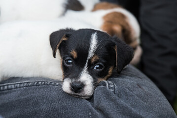 Jack Russell Terrier puppies are sleeping on their owner lap