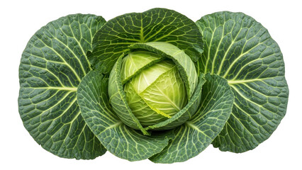 Fototapeta premium Fresh Green Cabbage Vegetable Close Up Isolated on Transparent Background food