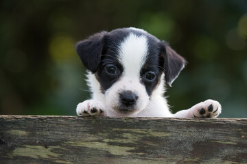 Funny jack russell terrier pet dog looking from a wooden fence