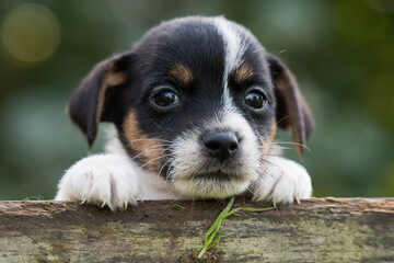 Funny jack russell terrier pet dog looking from a wooden fence