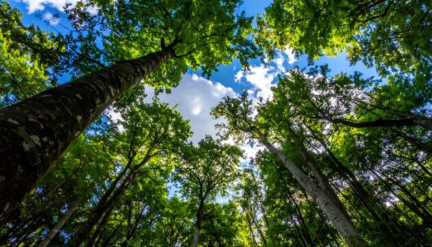 A breathtaking view of towering trees reaching towards a bright blue sky with fluffy clouds - Powered by Adobe