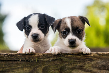 Funny jack russell terrier dogs puppies looking from a wooden fence