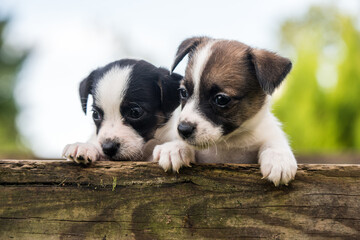Funny jack russell terrier dogs puppies looking from a wooden fence