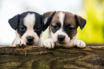 Funny jack russell terrier dogs puppies looking from a wooden fence