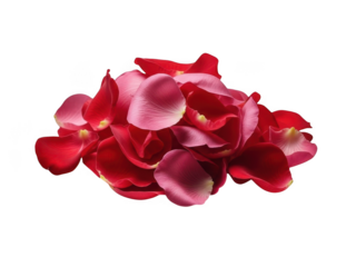Pile of red and pink rose petals on a dark background isolated on transparent background