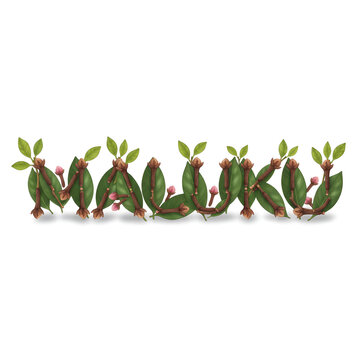 Illustration maluku word made of clove and leaf decoration ISOLATED ON WHITE BACKGROUND