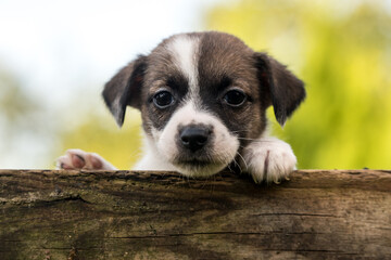 Funny jack russell terrier pet dog looking from a wooden fence